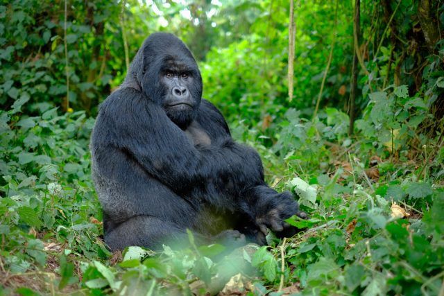 Gorilla trekking in Bwindi Uganda